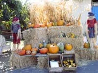 Pumpkins at Otow Orchard